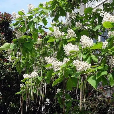 Катальпа  Катальпа в Нижнем Тагиле