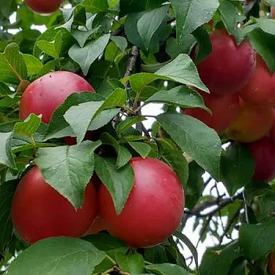 Плумкот БИРИКОККОЛО ГИГАНТЕ ДИ БУДРИО  Плумкот БИРИКОККОЛО ГИГАНТЕ ДИ БУДРИО в Нижнем Тагиле