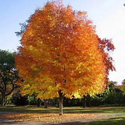 Клен серебристый  Клен серебристый в Нижнем Тагиле