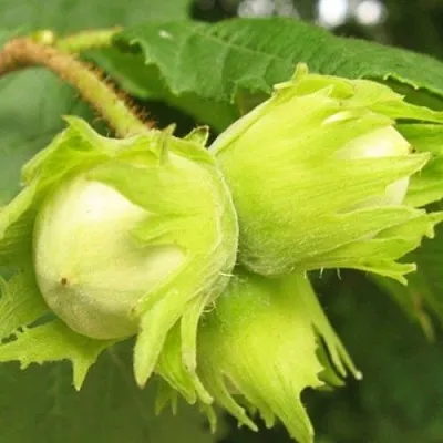 Фундук КАТАЛОНСКИЙ  Фундук КАТАЛОНСКИЙ в Нижнем Тагиле