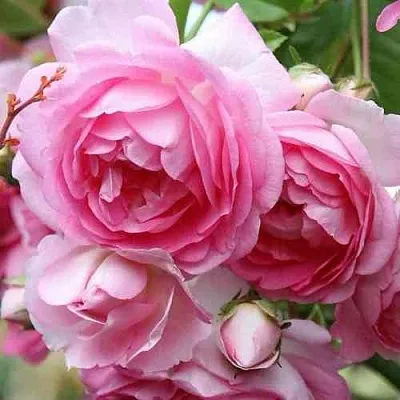 Саженцы роз ЖАСМИНА плетистая  Саженцы роз ЖАСМИНА плетистая в Нижнем Тагиле