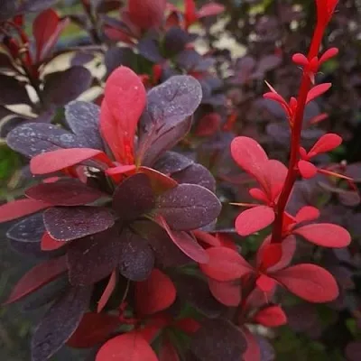 Барбарис РЕД ПИЛЛАР тунберга в Нижнем Тагиле