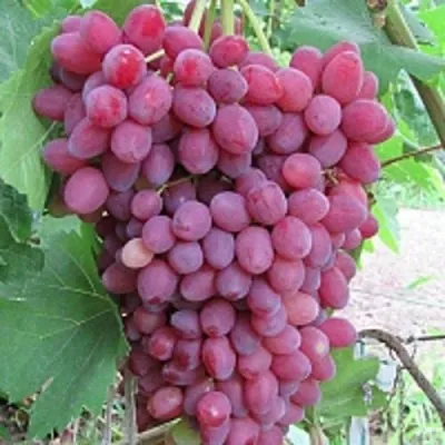 Виноград КИШМИШ ВЕЛЕС в Нижнем Тагиле