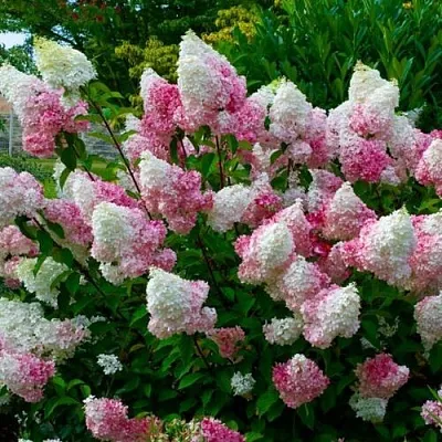 Гортензия в Нижнем Тагиле