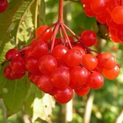 Калина ПАМЯТИ ВАЛЕНТИНЫ  Калина ПАМЯТИ ВАЛЕНТИНЫ в Нижнем Тагиле