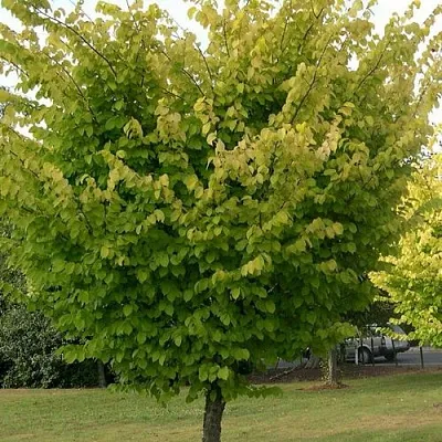 Вяз обыкновенный  Вяз обыкновенный в Нижнем Тагиле