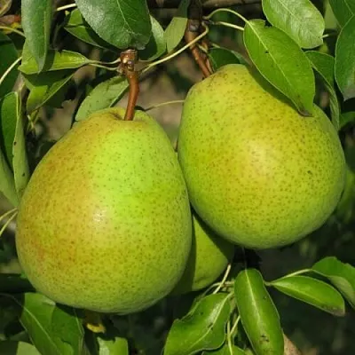 Груша НАЙТ-ВЕРТ колонновидная  Груша НАЙТ-ВЕРТ колонновидная в Нижнем Тагиле