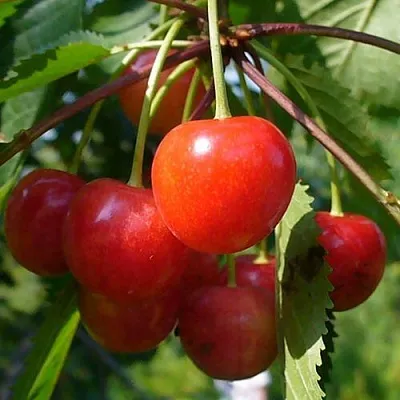 Черешня ФАТЕЖ  Черешня ФАТЕЖ в Нижнем Тагиле