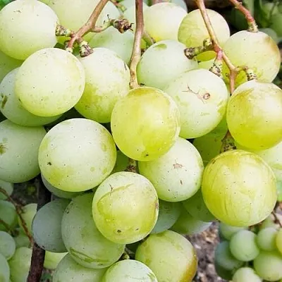 Виноград КЕША МУСКАТ  Виноград КЕША МУСКАТ в Нижнем Тагиле