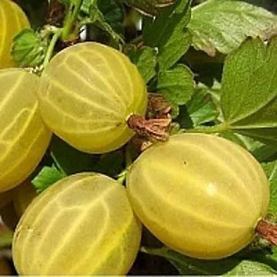 Крыжовник ЯРОВОЙ в Нижнем Тагиле