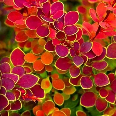 Барбарис ОРАНЖ САНРАЙЗ тунберга в Нижнем Тагиле