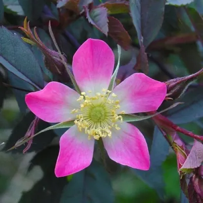 Саженцы роз сизая — описание сорта Саженцы роз сизая в Нижнем Тагиле