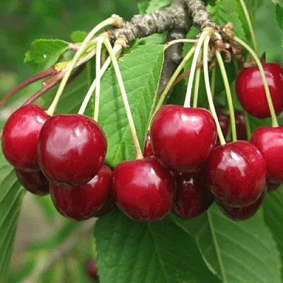 Черешня ГРОНКОВАЯ  Черешня ГРОНКОВАЯ в Нижнем Тагиле