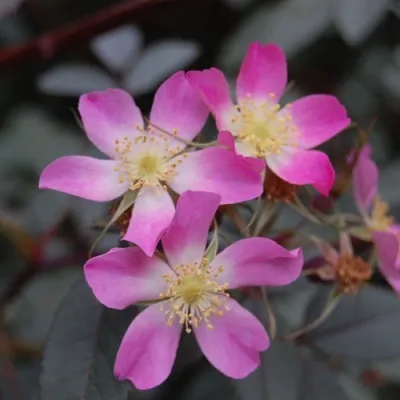 Саженцы роз сизая — описание сорта Саженцы роз сизая в Нижнем Тагиле