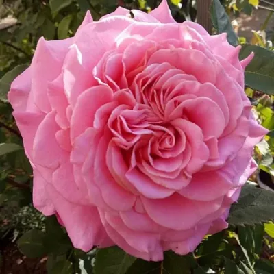 Саженцы роз ЭШЛИ чайно-гибридная — описание сорта Саженцы роз ЭШЛИ чайно-гибридная в Нижнем Тагиле