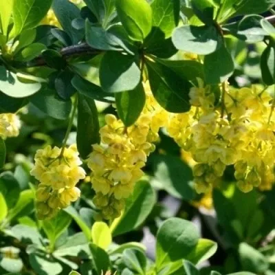 Барбарис ИНДИАН САММЕР  в Нижнем Тагиле