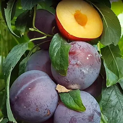 НЕКТАПРИУМ  НЕКТАПРИУМ в Нижнем Тагиле