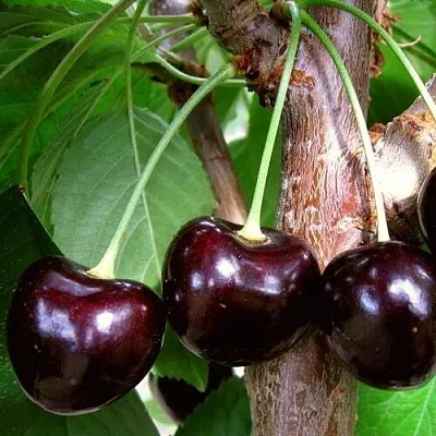 Черешня ДОНЕЦКИЙ УГОЛЁК  Черешня ДОНЕЦКИЙ УГОЛЁК в Нижнем Тагиле