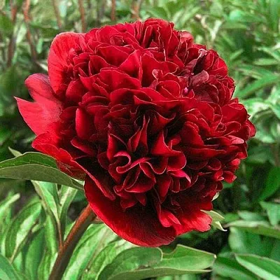 Пион РЕД ГРЕЙС травянистый  Пион РЕД ГРЕЙС травянистый в Нижнем Тагиле