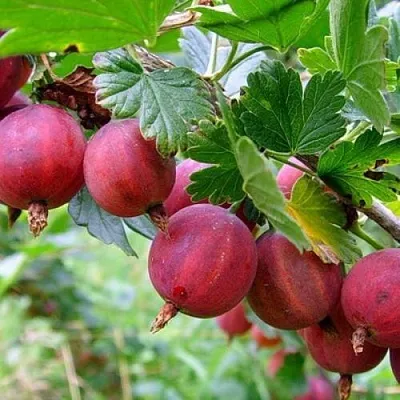 Крыжовник КРАСНОСЛАВЯНСКИЙ в Нижнем Тагиле