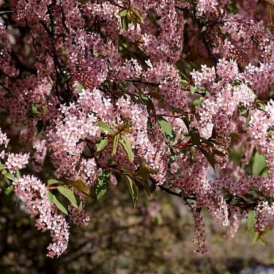 Черемуха в Нижнем Тагиле