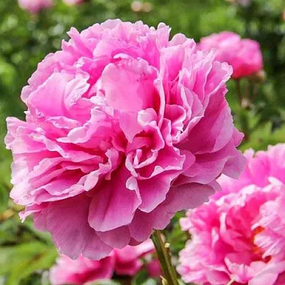 Пион АЛЕКСАНДР ФЛЕМИНГ травянистый  Пион АЛЕКСАНДР ФЛЕМИНГ травянистый в Нижнем Тагиле