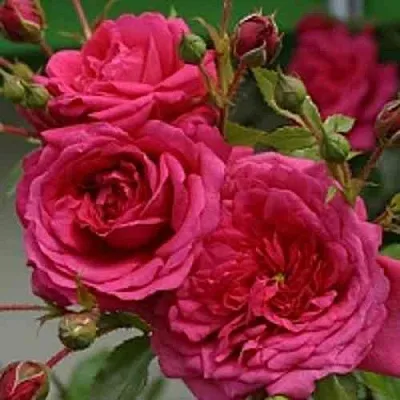 Саженцы роз ЛАГУНА плетистая  Саженцы роз ЛАГУНА плетистая в Нижнем Тагиле