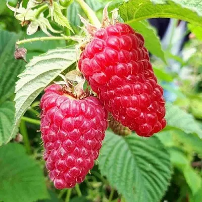 Малина ПШЕХИБА в Нижнем Тагиле