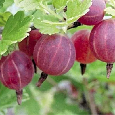 Крыжовник РАВОЛТ в Нижнем Тагиле