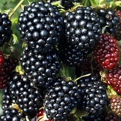 Ежевика ЭВЕРГРИН бесшипная в Нижнем Тагиле