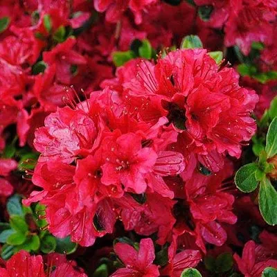 Азалия ХИНО КРИМСОН японская в Нижнем Тагиле