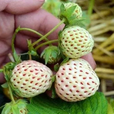 Клубника АНАНАСА ремонтантная в Нижнем Тагиле