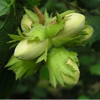 Фундук ТАМБОВСКИЙ ПОЗДНИЙ  Фундук ТАМБОВСКИЙ ПОЗДНИЙ в Нижнем Тагиле