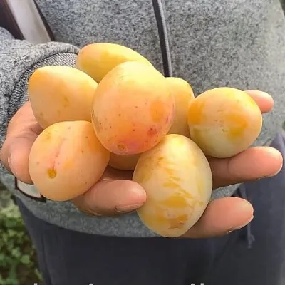 Слива ЯХОНТОВАЯ  Слива ЯХОНТОВАЯ в Нижнем Тагиле