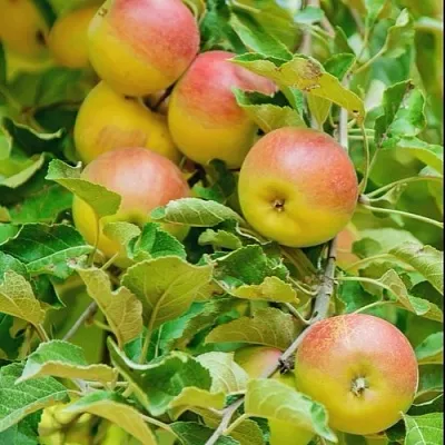 Яблоня ПАМЯТЬ БЛЫНСКОГО колонновидная в Нижнем Тагиле