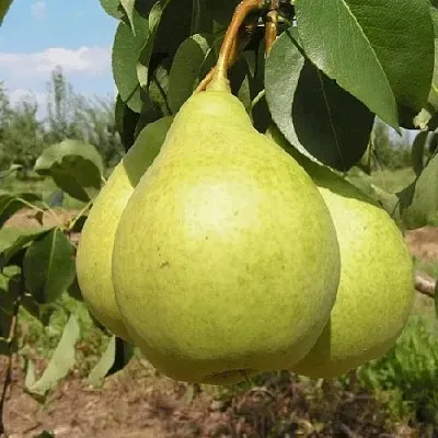 Груша МЕДОВАЯ колонновидная  Груша Медовая Колонновидная в Нижнем Тагиле