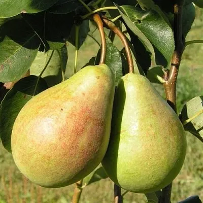 Груша ДУХМЯНАЯ  Груша ДУХМЯНАЯ в Нижнем Тагиле