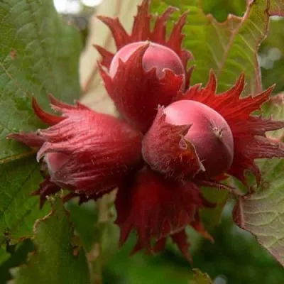 Фундук МОСКОВСКИЙ РУБИН  Фундук МОСКОВСКИЙ РУБИН в Нижнем Тагиле