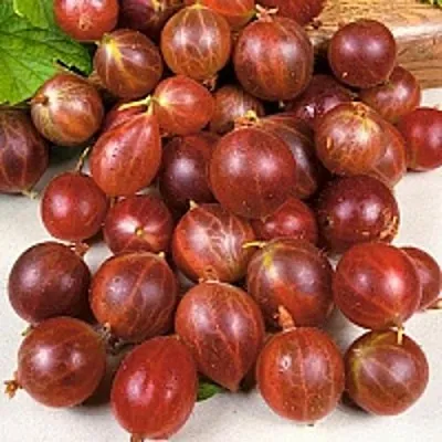 Крыжовник ОЛАВИ (ХИННОНМАЕН ПУНАЙНЕН) в Нижнем Тагиле