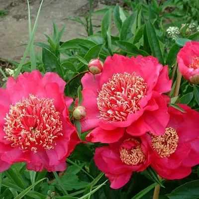 Пион БАРРИНГТОН БЕЛЬ травянистый  Пион БАРРИНГТОН БЕЛЬ травянистый в Нижнем Тагиле