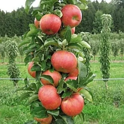 Яблоня ЯНТАРНОЕ ОЖЕРЕЛЬЕ колонновидная в Нижнем Тагиле