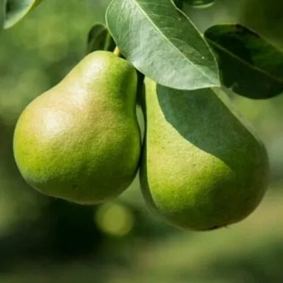 Груша Г-1 колонновидная  Груша Г-1 колонновидная в Нижнем Тагиле