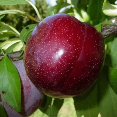 ШАРАФУГА  ШАРАФУГА в Нижнем Тагиле