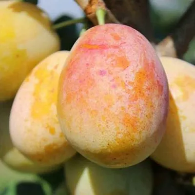 АПРИМИРА  АПРИМИРА в Нижнем Тагиле