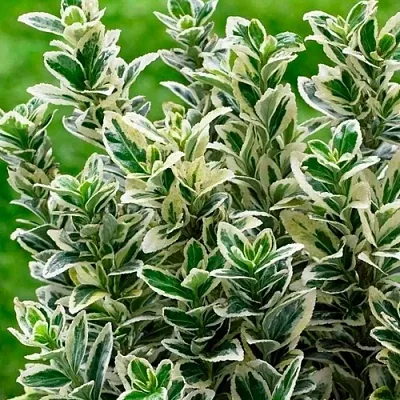 Бересклет в Нижнем Тагиле