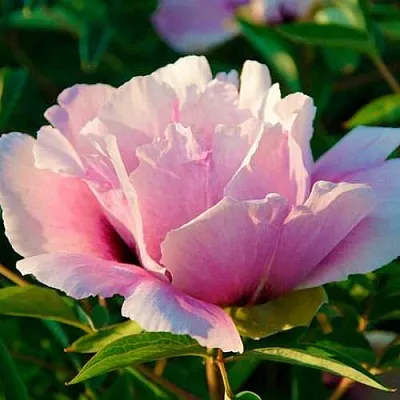 Пион ВРАТА ХРАМА древовидный   Пион ВРАТА ХРАМА древовидный  в Нижнем Тагиле