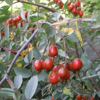 Саженцы роз сизая — описание сорта Саженцы роз сизая в Нижнем Тагиле