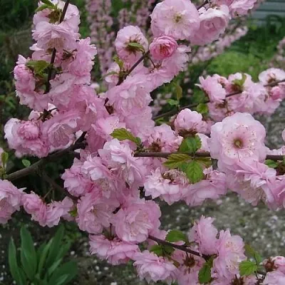 Миндаль ТРЁХЛОПАСТНЫЙ (луизеания)  Миндаль ТРЁХЛОПАСТНЫЙ (луизеания) в Нижнем Тагиле