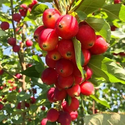 Яблоня КИТАЙКА ДОЛГО декоративная  Яблоня КИТАЙКА ДОЛГО декоративная в Нижнем Тагиле