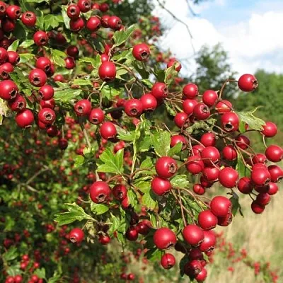 Боярышник ЗБИГНЕВ  Боярышник ЗБИГНЕВ в Нижнем Тагиле